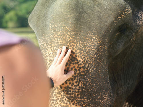 Hand Stroking Elephant's Head