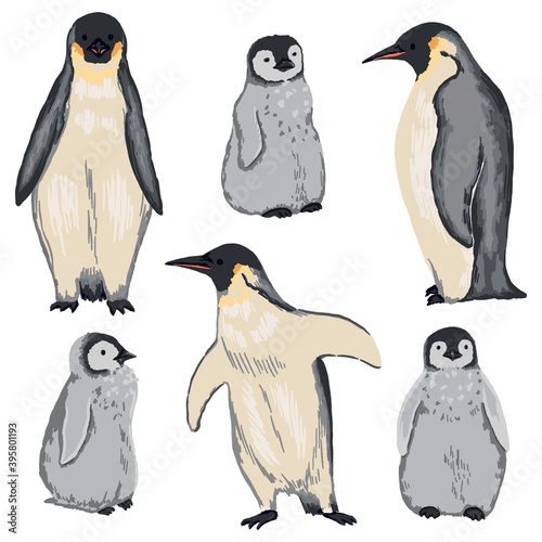 Emperor penguins set. Adult and chick. Collection of hand drawn vector animal illustration. Realistic colored drawing of wild birds isolated on white. Elements for design, print, card, decor, stickers