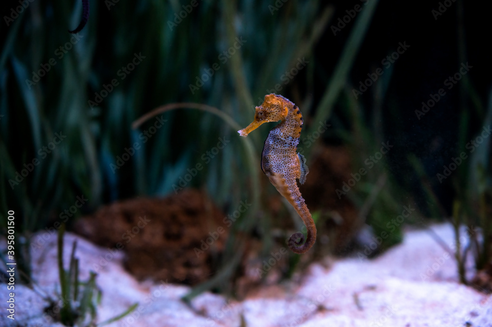 Obraz premium Seahorse or hippocampus (genus Hippocampus), marine fish belonging to the Syngnathidae family swimming with marine vegetation behind