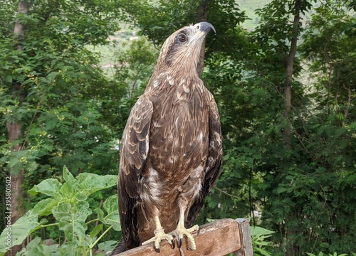Asian Eagle