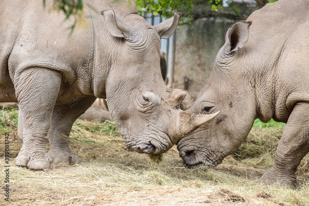 group of White Rhinoceros standing in the field group of White Rhinoceros standing in the field
