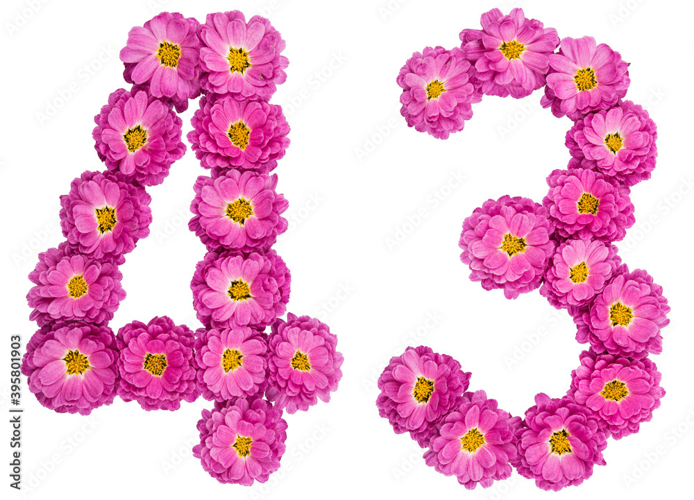 Arabic numeral 43, forty three, from flowers of chrysanthemum, isolated on white background