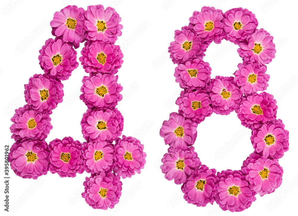 Arabic numeral 48, forty eight, from flowers of chrysanthemum, isolated on white background