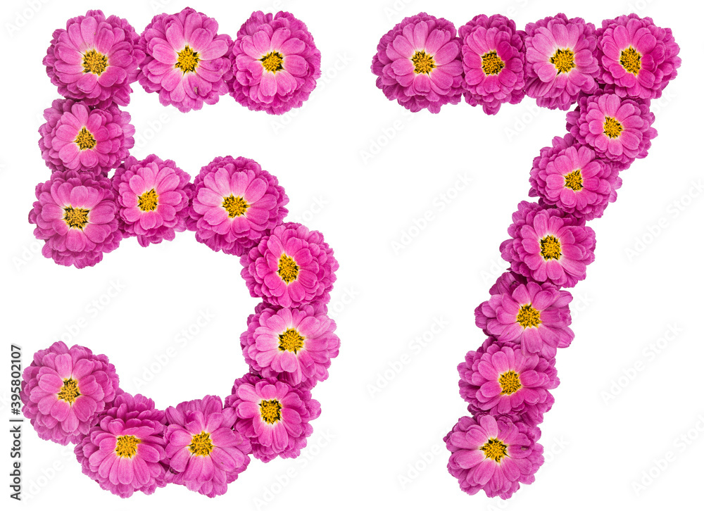 Arabic numeral 57, fifty seven, from flowers of chrysanthemum, isolated on white background