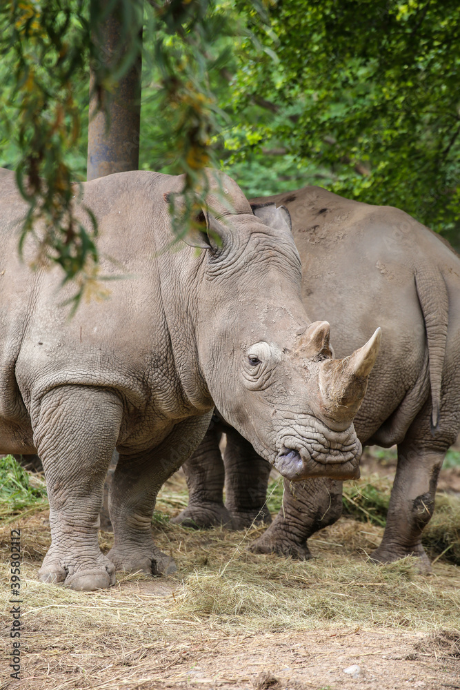 group of White Rhinoceros standing in the field group of White Rhinoceros standing in the field