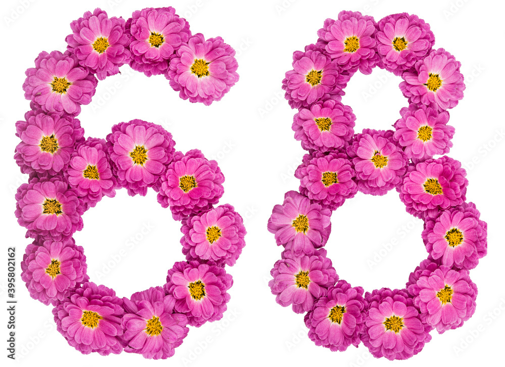 Arabic numeral 68, sixty eight, from flowers of chrysanthemum, isolated on white background