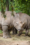 group of White Rhinoceros standing in the field