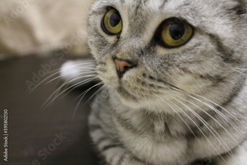 portrait of a cat