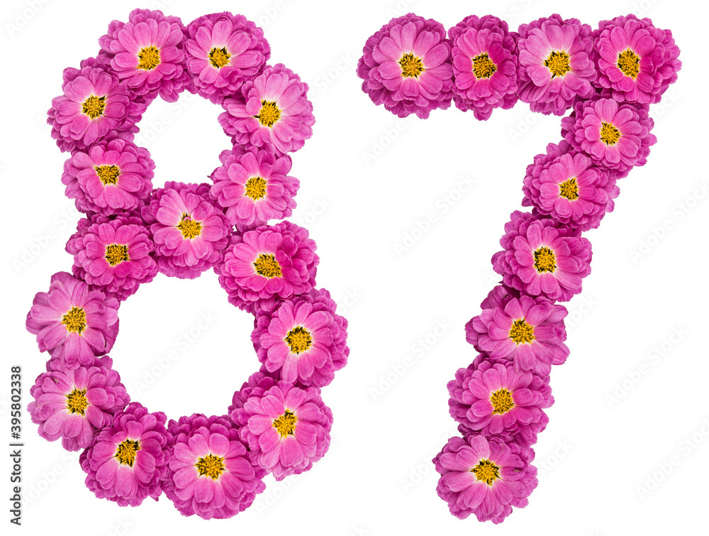 Arabic numeral 87, eighty seven, from flowers of chrysanthemum, isolated on white background