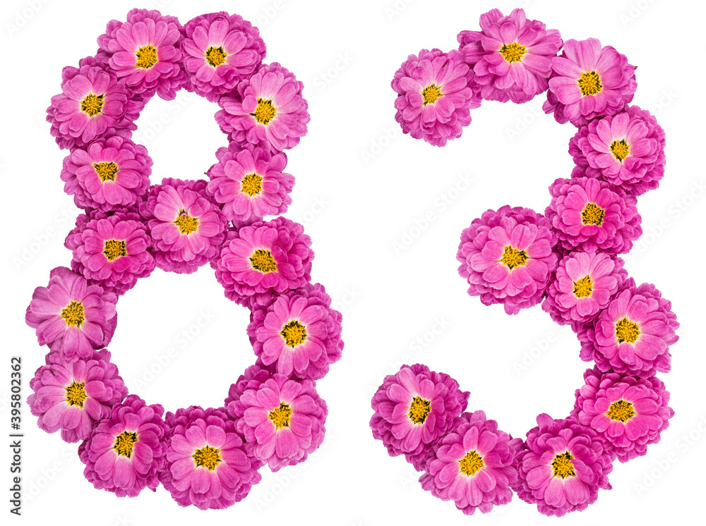 Arabic numeral 83, eighty three, from flowers of chrysanthemum, isolated on white background