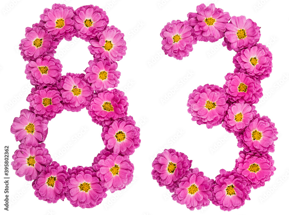 Arabic numeral 83, eighty three, from flowers of chrysanthemum, isolated on white background Arabic numeral 83, eighty three, from flowers of chrysanthemum, isolated on white background