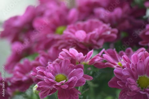 pink chrysanthemum flowers