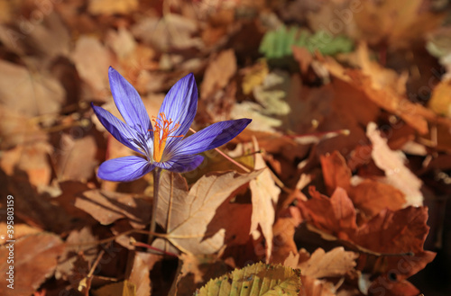 Crocus speciosus blooms on a sunny day in the autumn forest