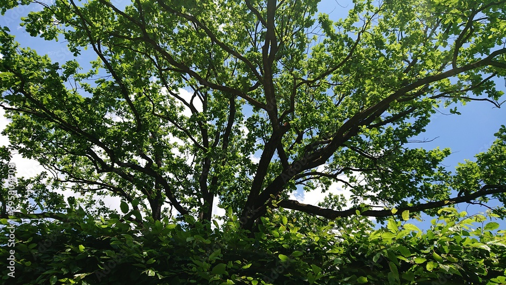 Fototapeta premium green leaves and sky
