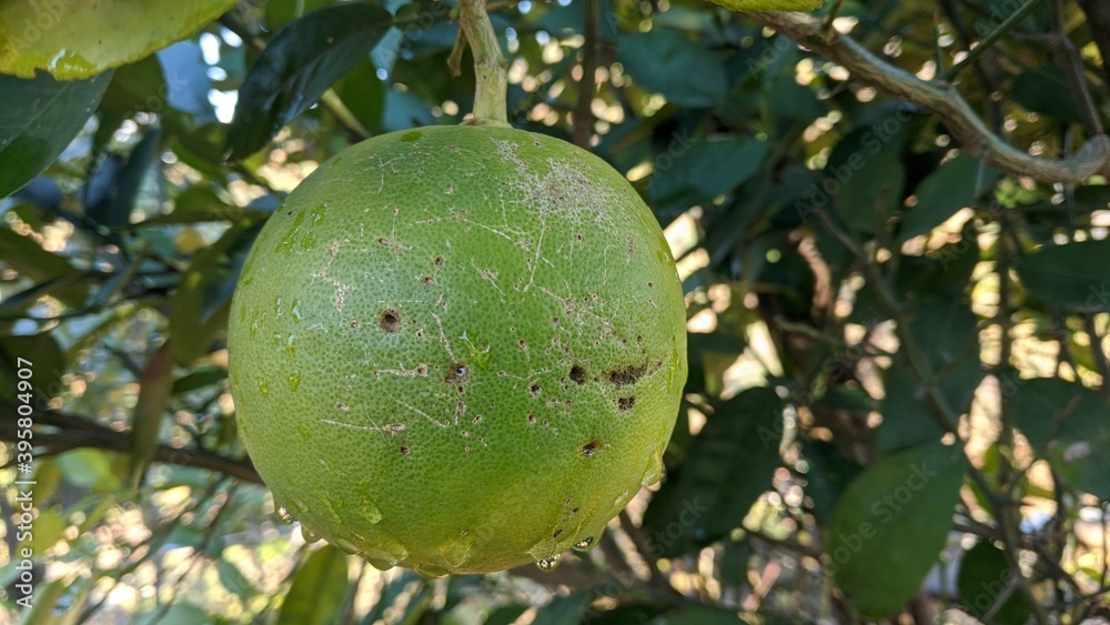 Dew drops on Fruit with tree