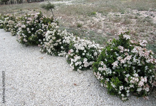 Vibirnum tinus hedge in flower photo