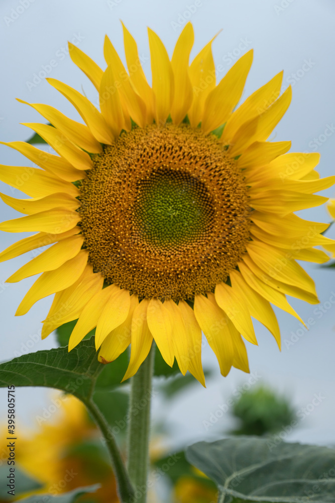 Field of Blooming Sunflower