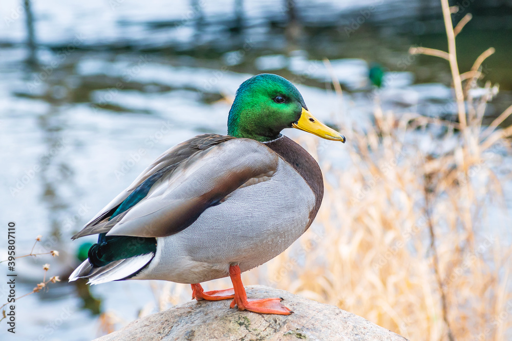 Detail portrait of male mallard duck enjoying a sunny day Detail portrait of male mallard duck enjoying a sunny day