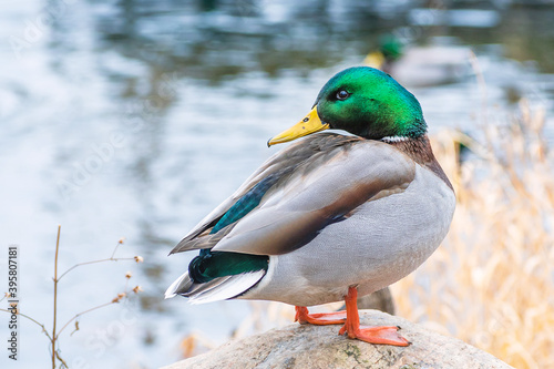 Detail portrait of male mallard duck enjoying a sunny day	 photo