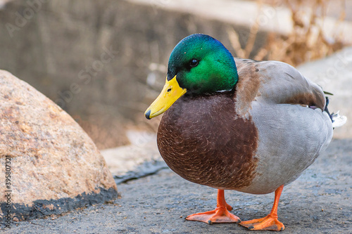Detail portrait of male mallard duck enjoying a sunny day	