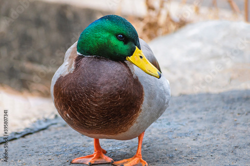 Detail portrait of male mallard duck enjoying a sunny day 