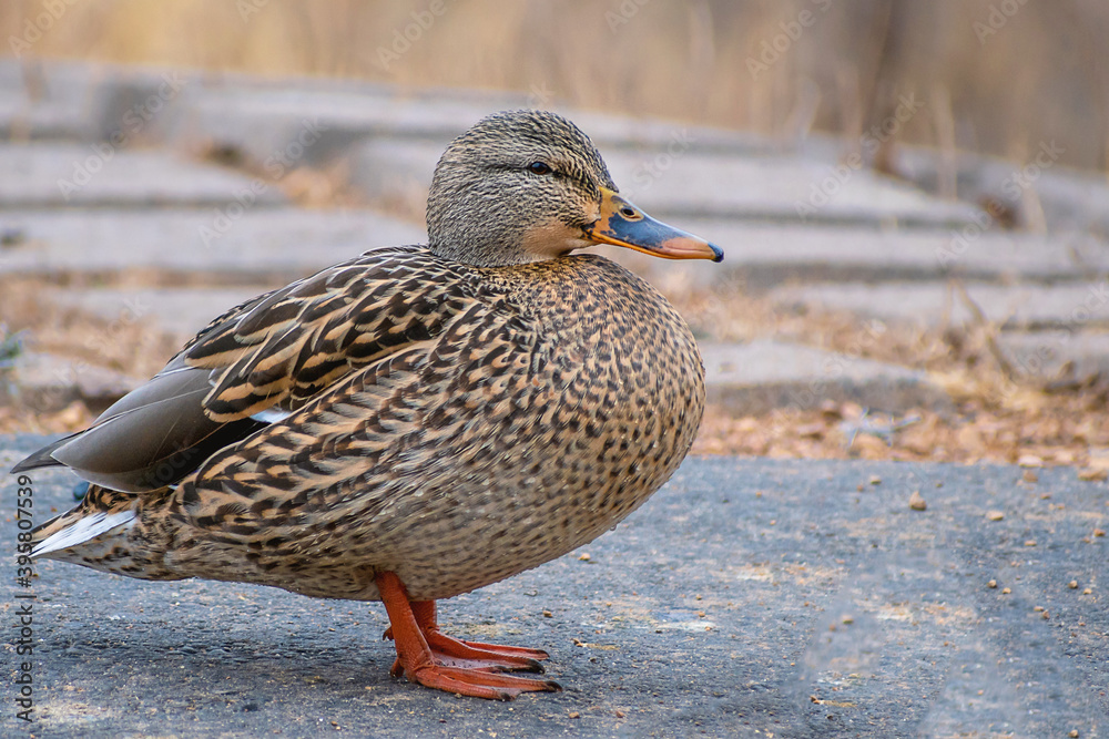 Detail portrait of a female mallard duck enjoying a sunny day Detail portrait of a female mallard duck enjoying a sunny day