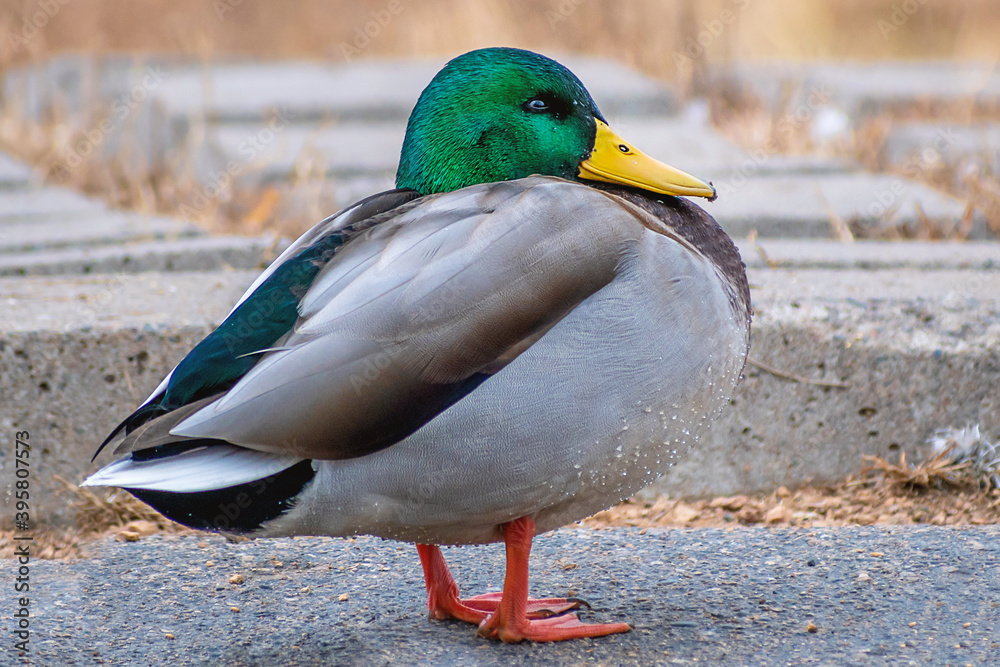 Detail portrait of male mallard duck enjoying a sunny day Detail portrait of male mallard duck enjoying a sunny day