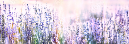 Selective and soft focus on lavender flowers, beautiful lavender flower in flower garden 