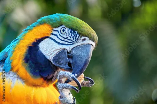 Fototapeta na wymiar Perroquets à Deshaies en Guadeloupe mangeant un gâteau