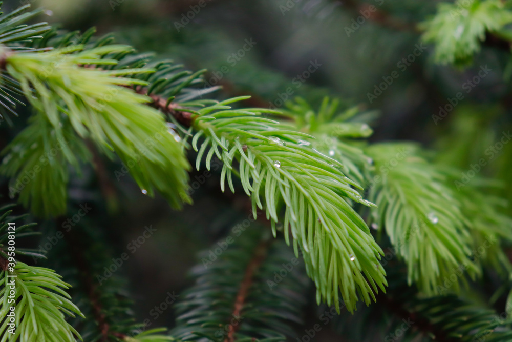 pine needles pine needles