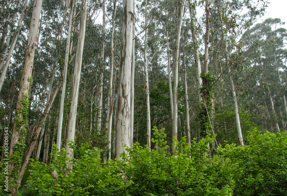 Fototapeta premium Eucalypt trees woodland