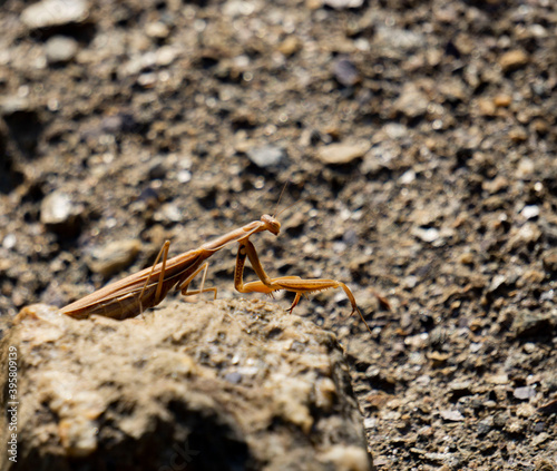 praying mantis on the ground seen from close up