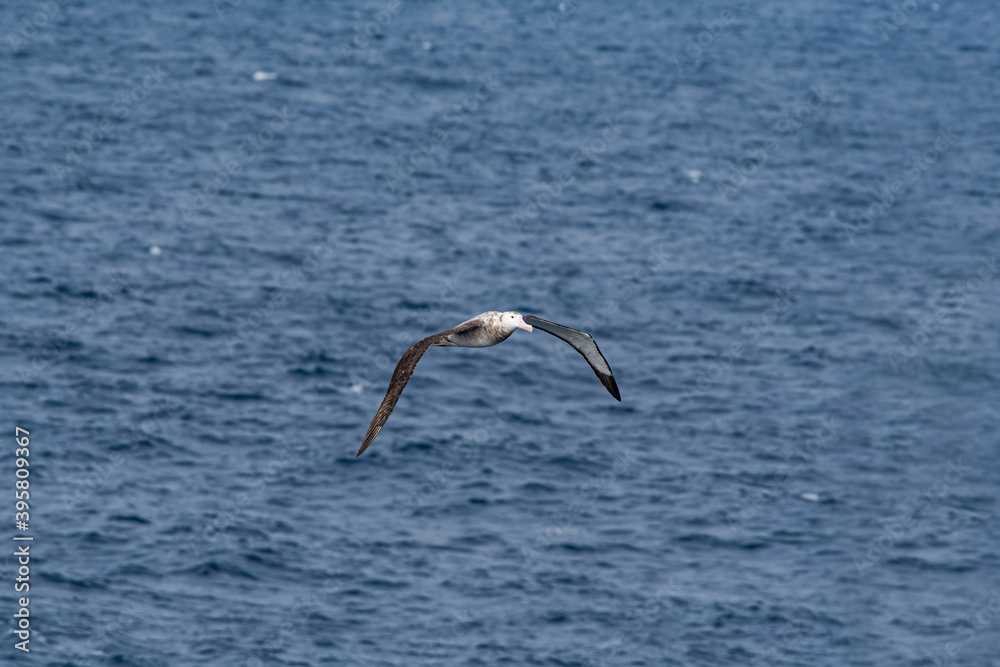 Immature Wandering Albatross (Diomedea exulans) in South Atlantic Ocean, Southern Ocean, Antarctica Immature Wandering Albatross (Diomedea exulans) in South Atlantic Ocean, Southern Ocean, Antarctica