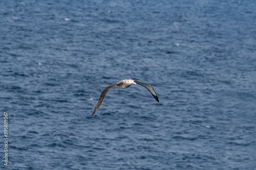 Immature Wandering Albatross (Diomedea exulans) in South Atlantic Ocean, Southern Ocean, Antarctica
