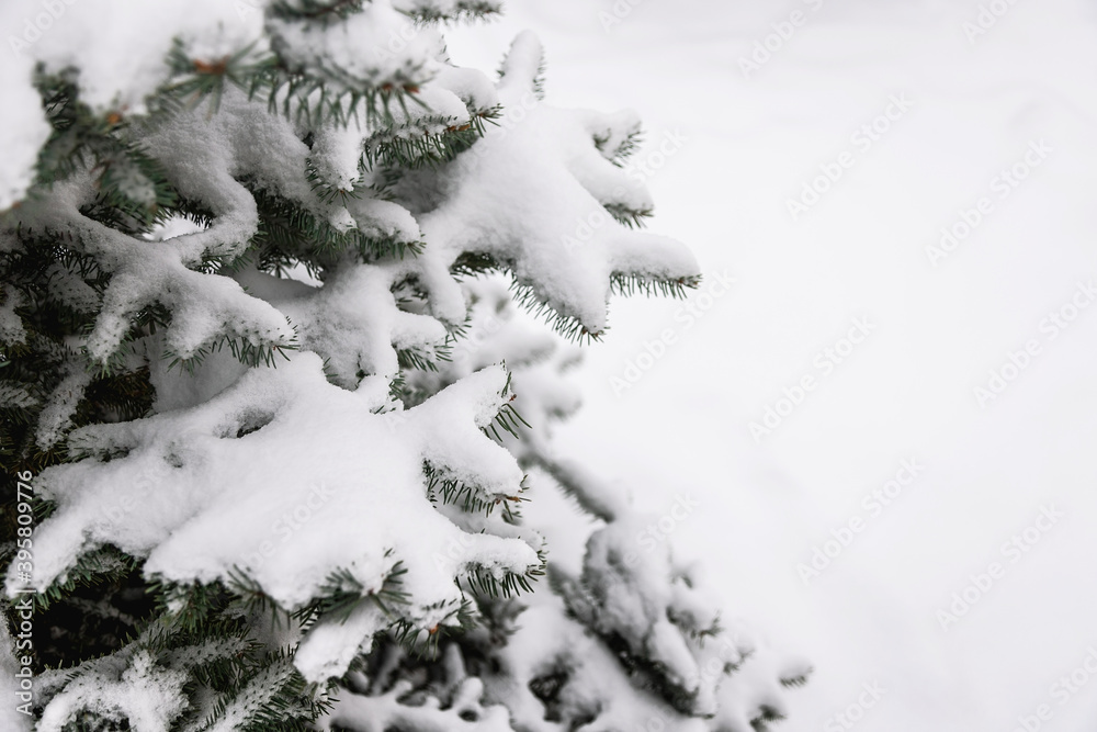 Christmas tree branch with snow.