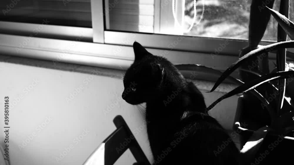 Gato negro en mesa de madera junto a plantas