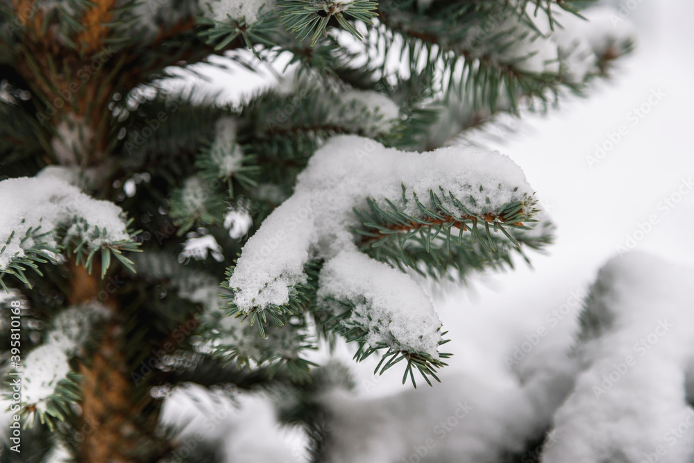 Branches of the Christmas tree covered with snow. Branches of the Christmas tree covered with snow.