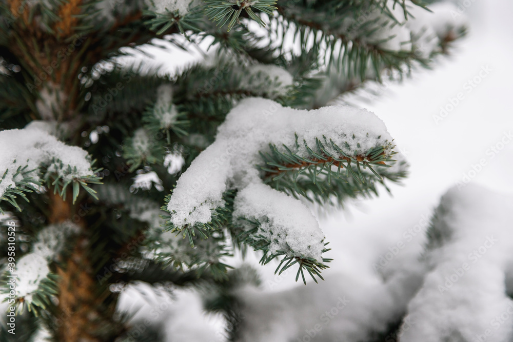Christmas tree branch with snow. Christmas tree branch with snow.