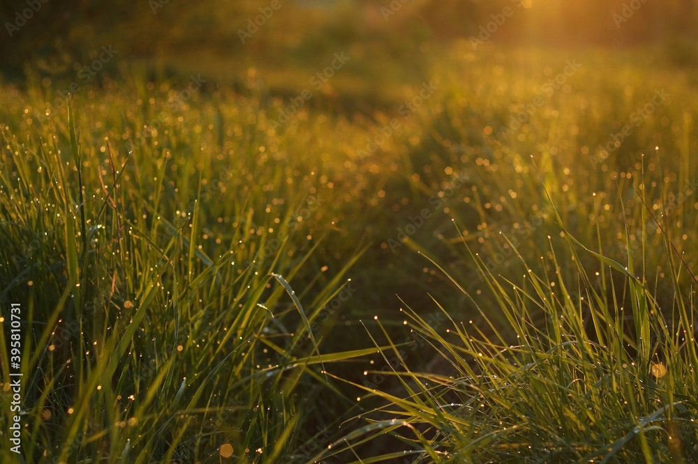 Raindrops on the bright green grass in the spring on the meadow in the light of the morning sun rays