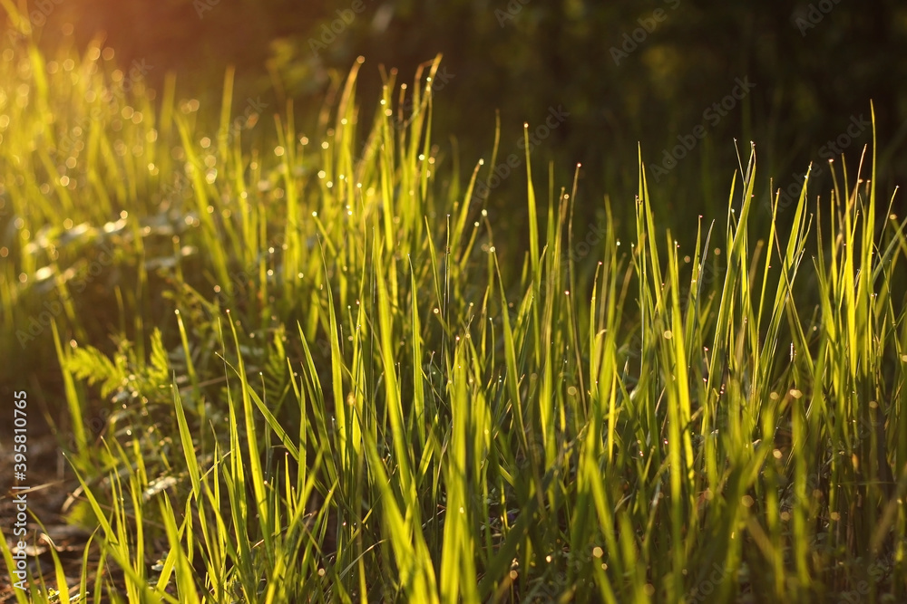 Obraz premium Green grass In the morning on the meadow after the rain