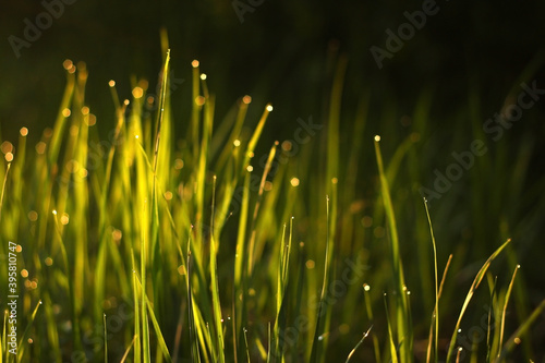Raindrops on the bright green grass in the meadow in the morning