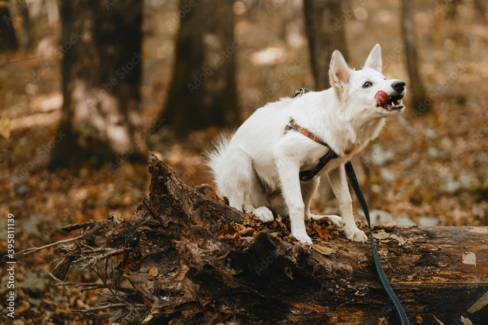 Adorable white dog sitting on tree in autumn woods and licking. Mixed breed swiss shepherd puppy