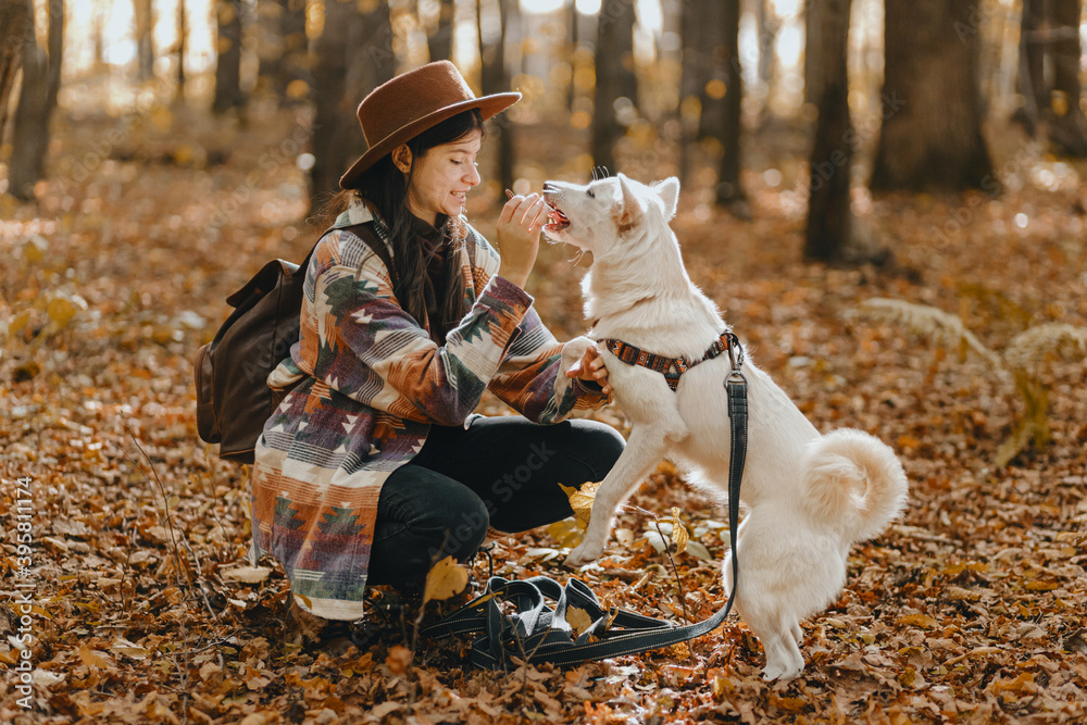 Fototapeta premium Stylish woman training white dog in sunny autumn woods. Cute swiss shepherd puppy learning