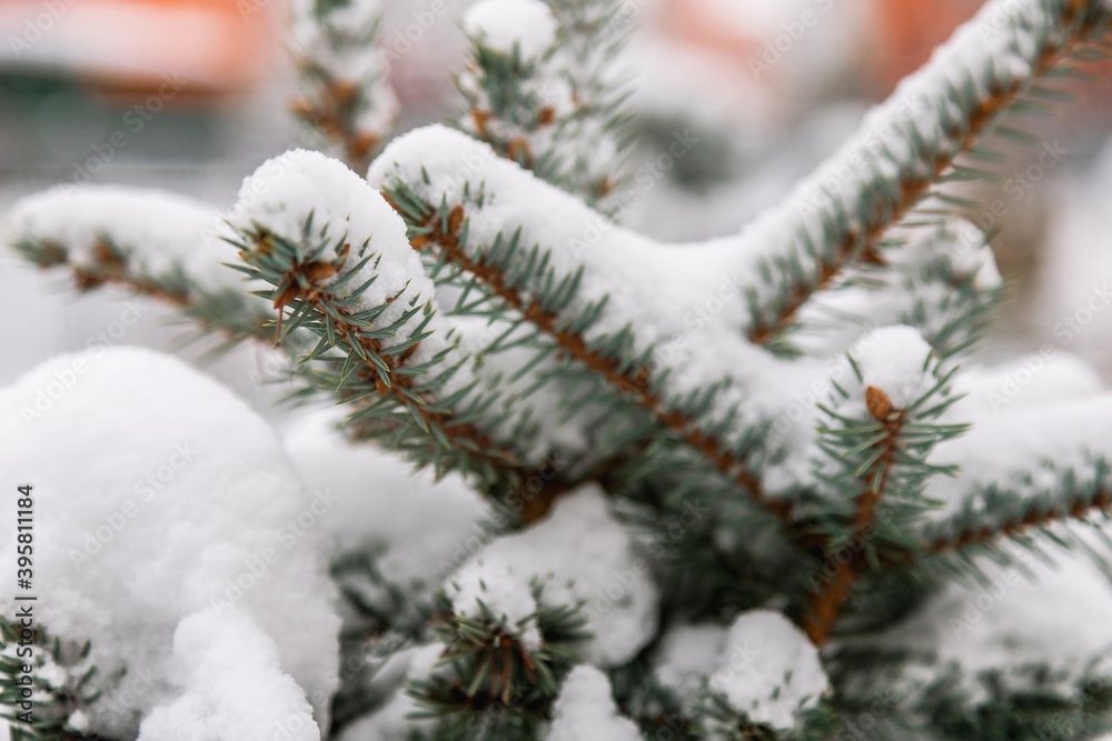 Branches of the Christmas tree covered with snow.