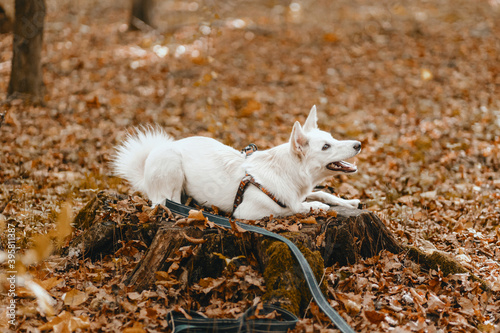 Adorable white dog sitting on stump among autumn leaves in sunny woods. Cute swiss shepherd puppy