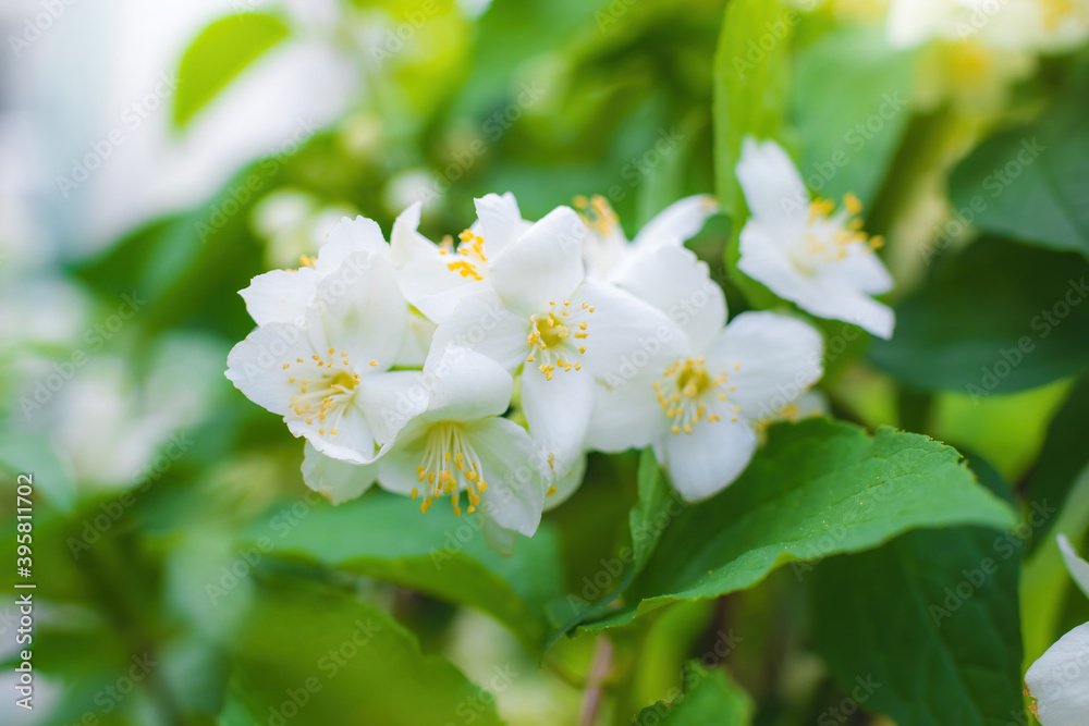 Twig with white jasmine flower in spring