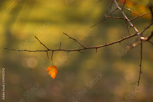 lonely yellow leaf on a branch. autumn background. sunny day.
