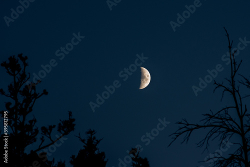First quarter moon sits above the trees photo