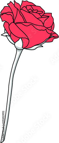 Red Rose
