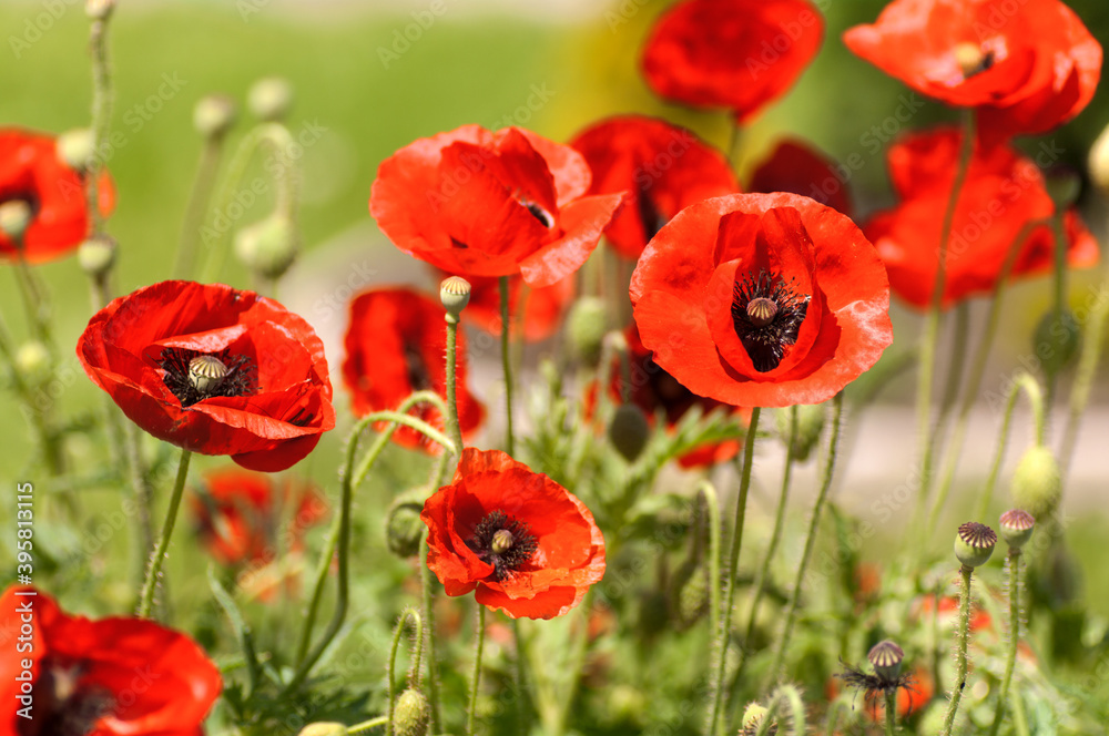 Fototapeta premium poppies in nature close-up top view